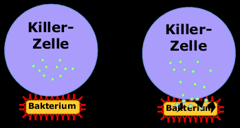 An das mit Antikrpern beladene Bakterium lagern sich Killerzellen an und zerstren es
