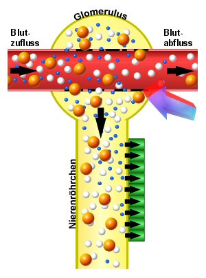 Schema der UNselektiven glomerulren Proteinurie
