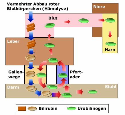Vermehrung von Urobilinogen bei Hmolysen (Zerstrung roter Blutkrperchen)