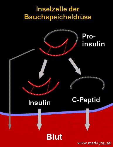 Die Sekretion (Ausschüttung) von Insulin aus den beta-Zellen der Bauchspeicheldrüse