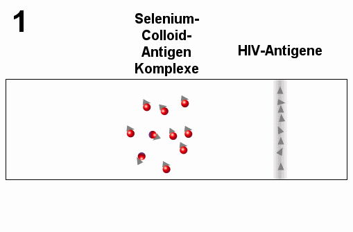 Schema des Nachweises von HIV-Antikrpern mittels Teststreifens