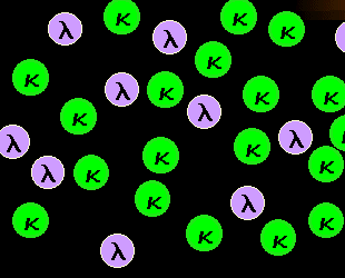 Polyclonal B-cells, stained with anti-kappa-FITC