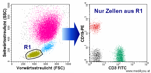 Durch das Gaten ("Schleusen") von Zellen werden diejenigen ausgewhlt, die von Interesse sind