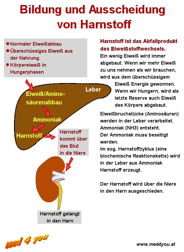 https://www.med4you.at/physiologie/harnstoff.gif